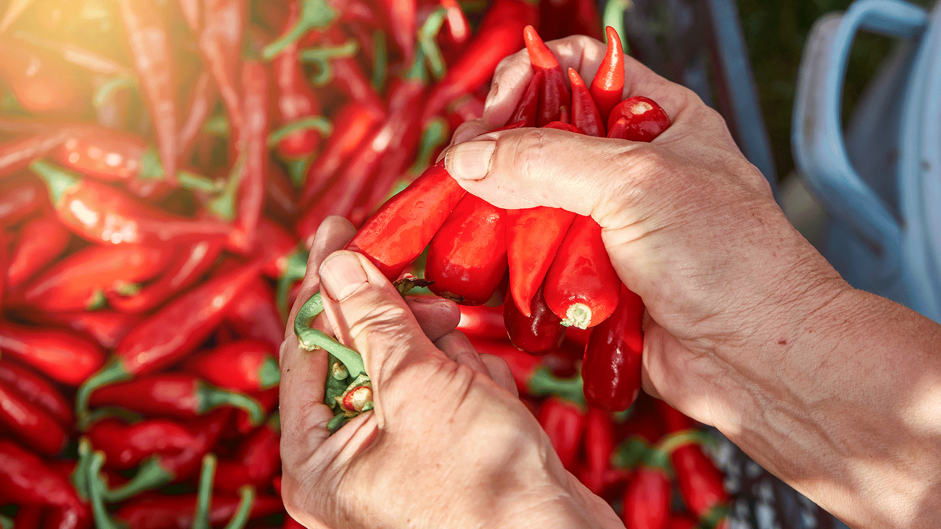 HH-HEADER-1920x1080-1 HH-HEADER-1920x1080-1