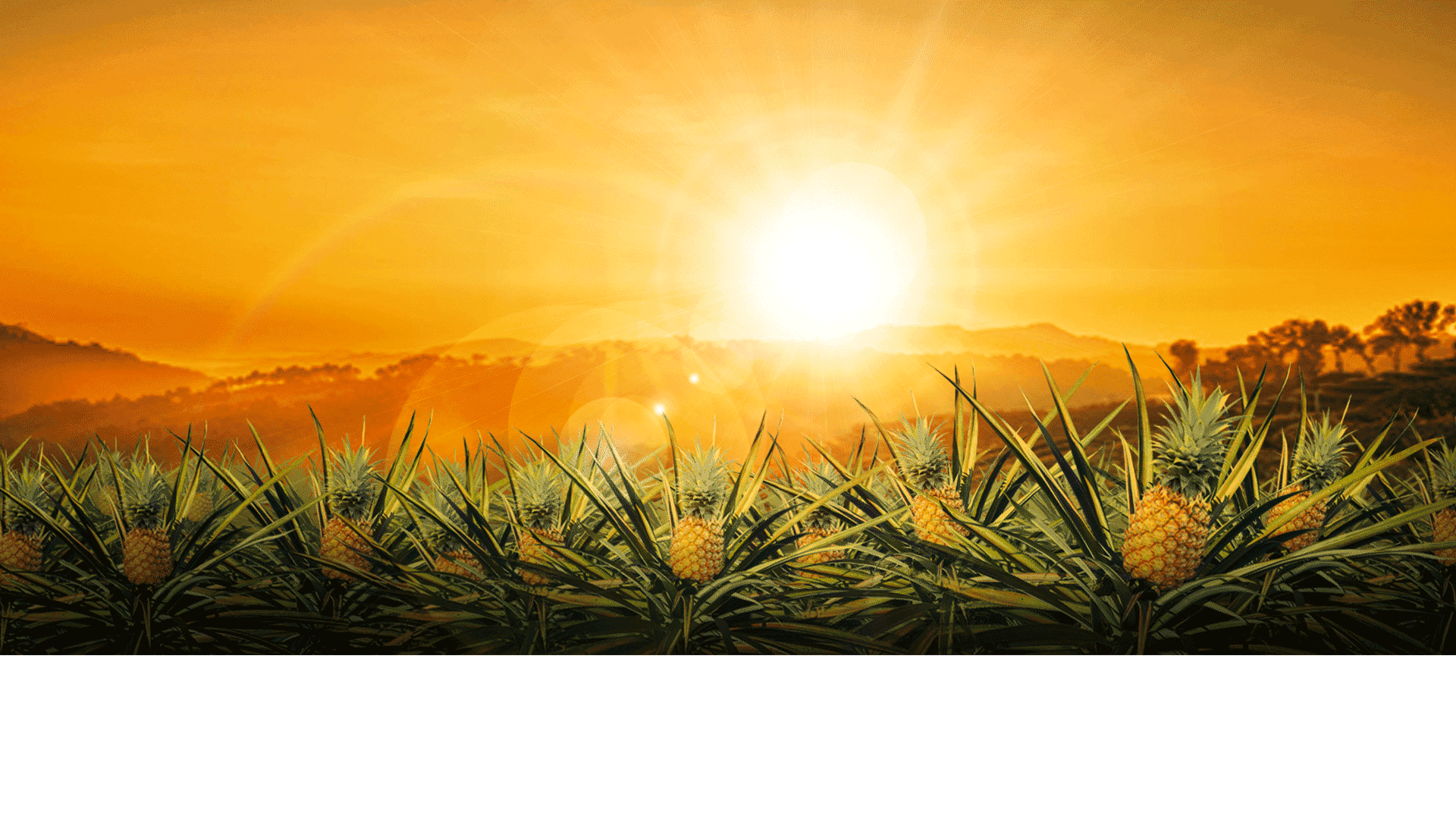 DM-HEADER-1920x1080-2